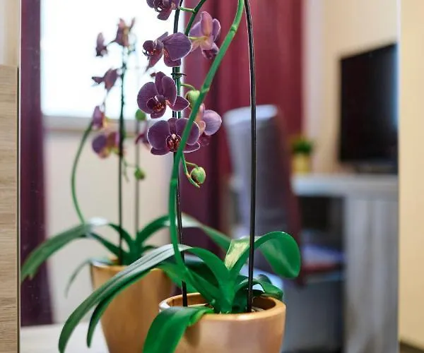 梅客斯可酒店 酒店