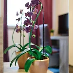 梅客斯可酒店 酒店