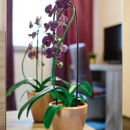 ميكسيكو فندق